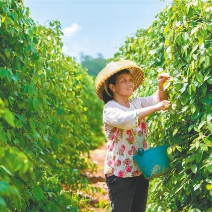 Kitchen white pepper granules