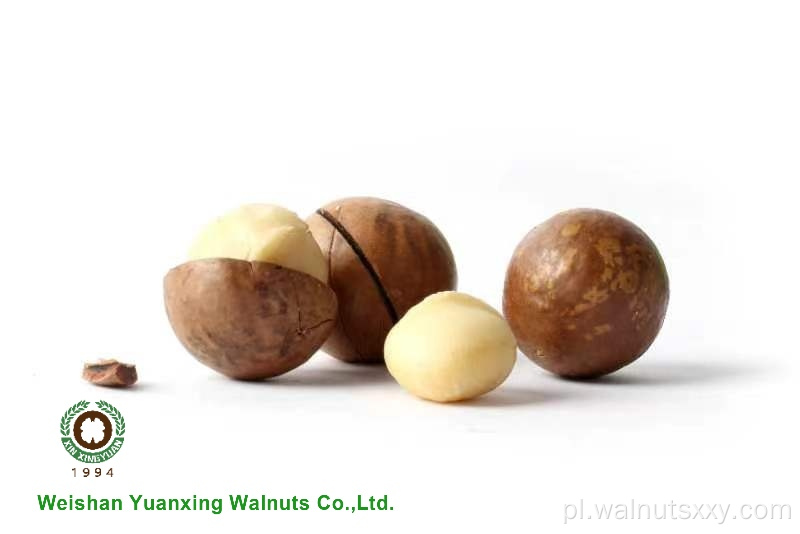 Wielkie rozmiarze orzechy makadamia w Shell Raw
