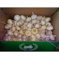 New Crop 2020 Normal Weißer Knoblauch Lose Karton