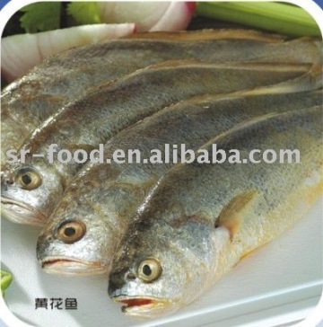 frozen yellow croaker