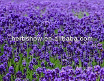 Mini plant with Lavender seeds