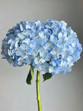 Fresh Cut Hydrangea Light Blue Bulk for Event