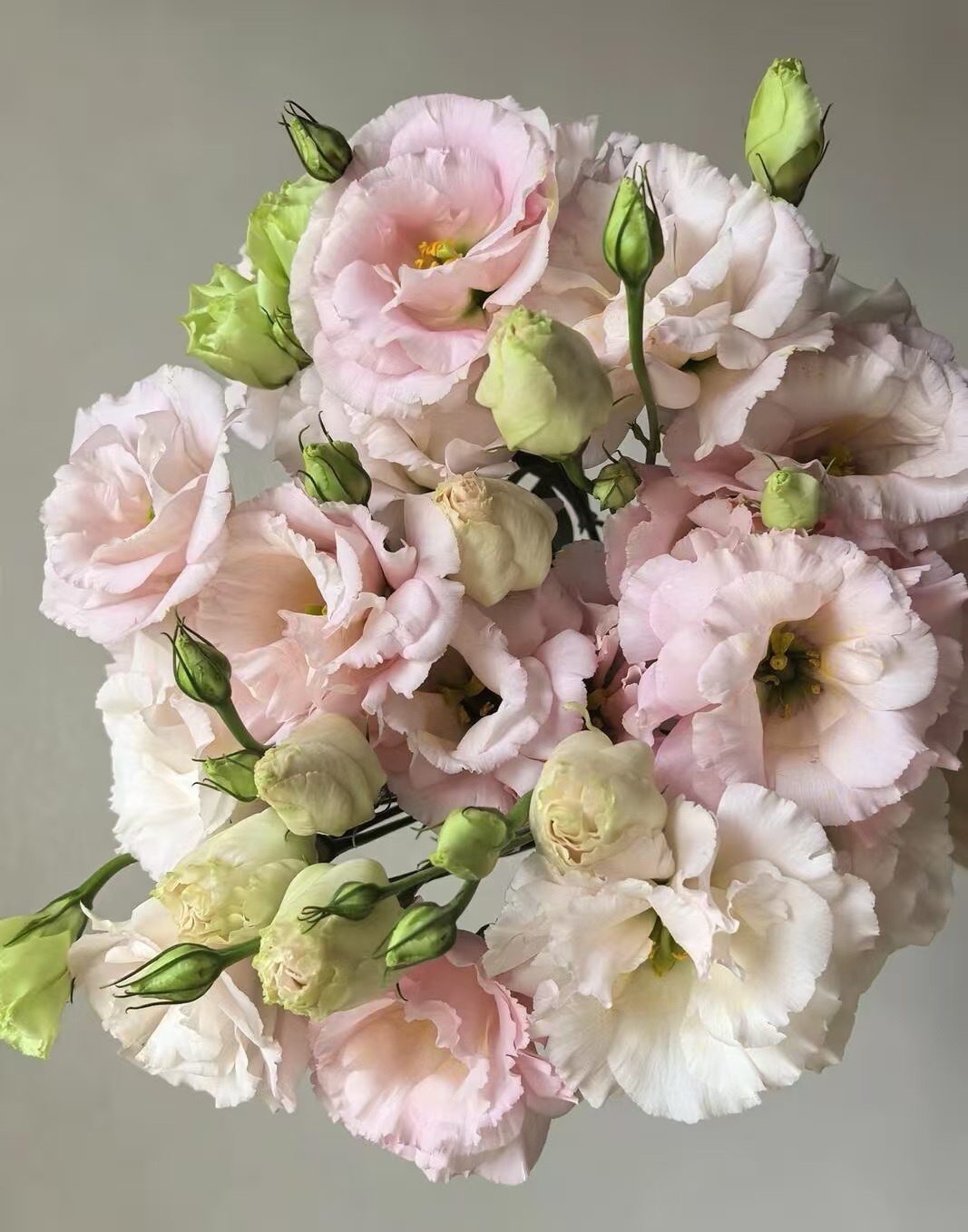 Light Pink Lisianthus