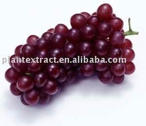 Grape seed Extract