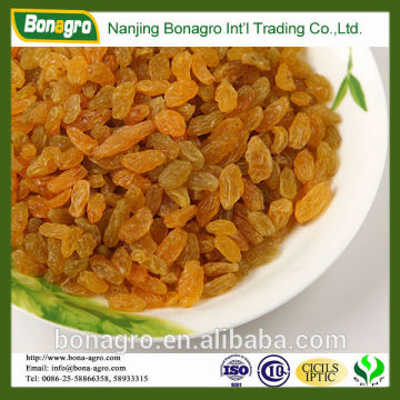 Golden dried raisin price,2014 new crop