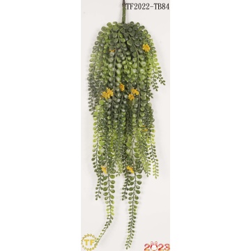 29" lover Tears Succulent