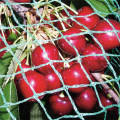 Obst-Baum Vogel Netting