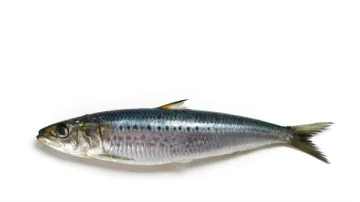 Frozen Sardine frozen sardine fish