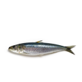 Frysta sardin frysta sardinfisk