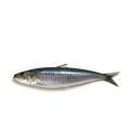 Gefrorener Sardine gefrorener Sardinenfisch