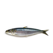 Ikan sardin beku sardin beku