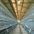 SHINE Chicken Cages untuk Sistem Layer Cage