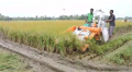 미얀마의 미니 쌀 결합 수확기 가격