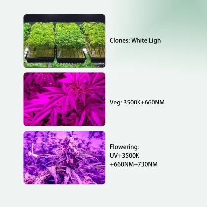 Cannabis Grow Lights Indoor LEDS for Marijuana