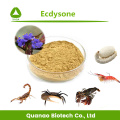 Cyanotis Arachnoidea Extract 20-Hydroxyecdysone 90% Poeder