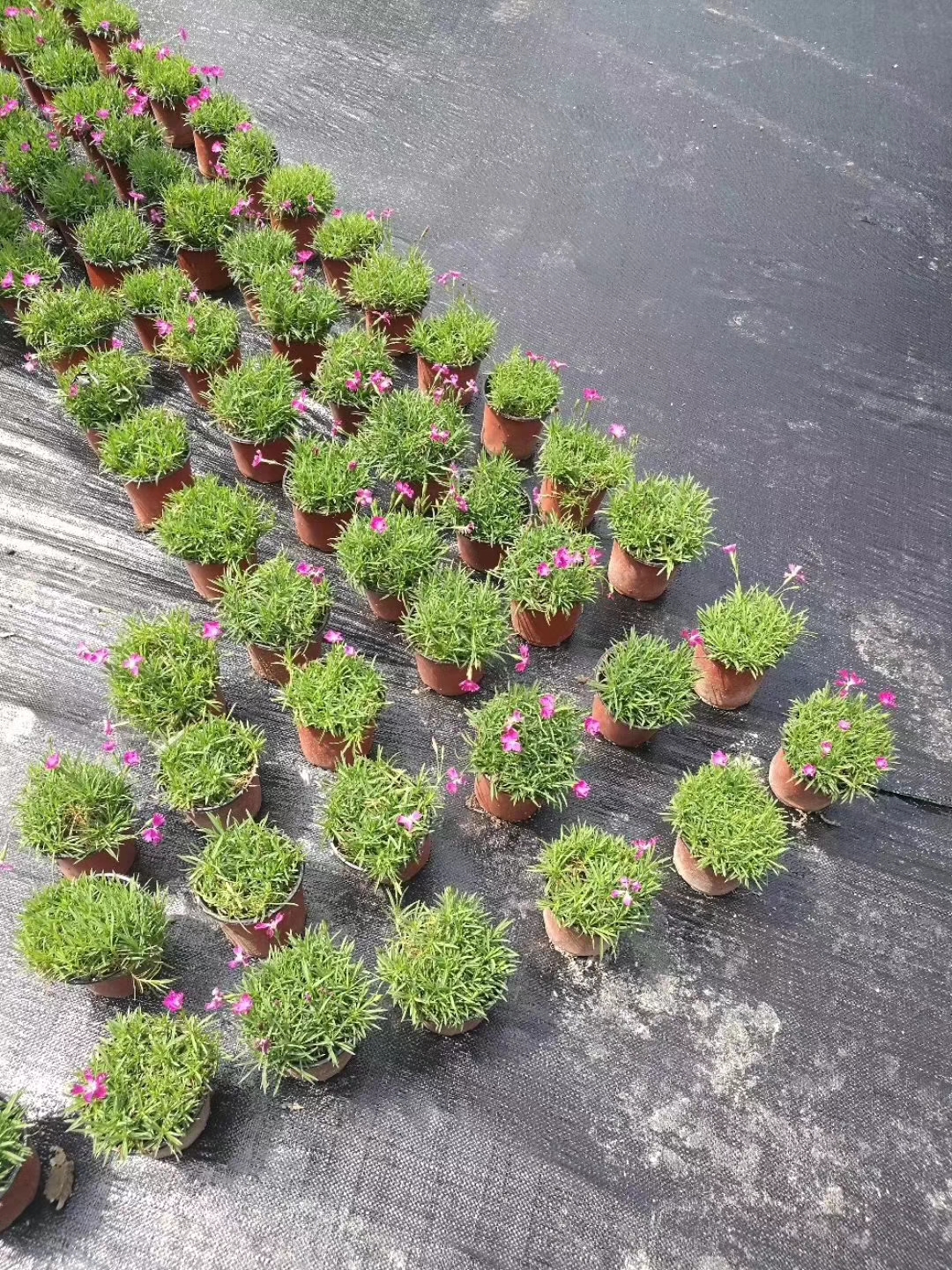 PP בד בקרת עשבים ארוגים