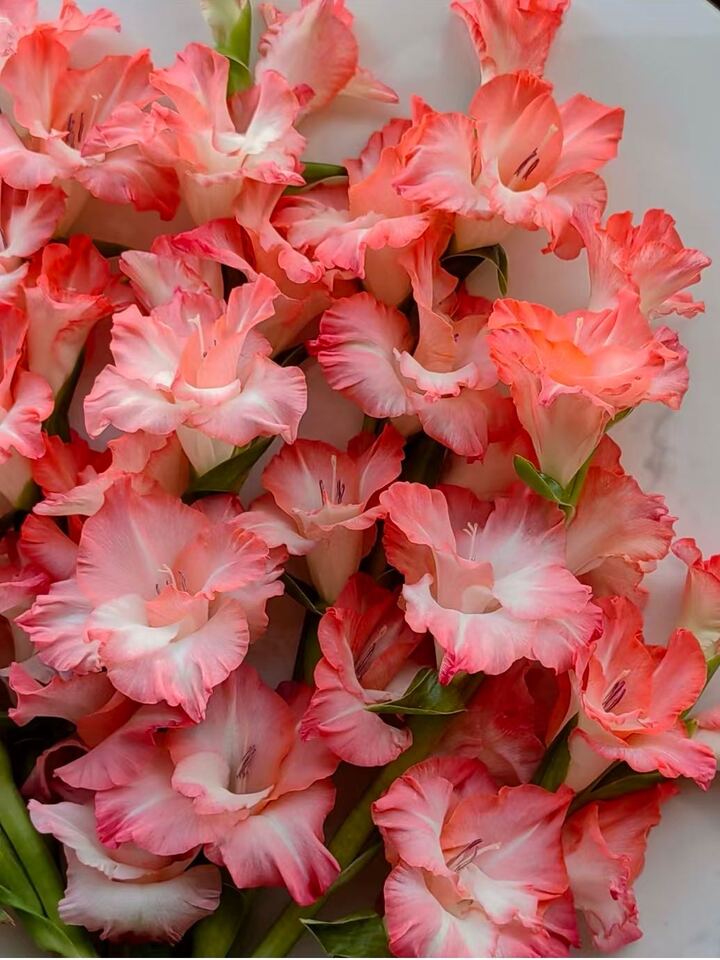 Gladiolus Pink Lady