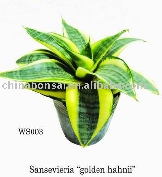 Sansevieria bonsai