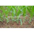 Mechanical precision maize/corn planter