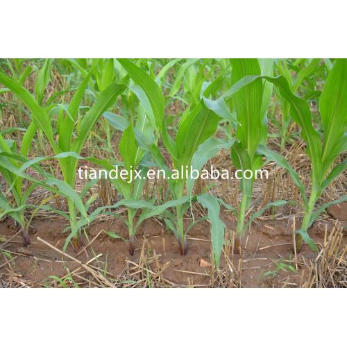 Mechanical precision maize/corn planter