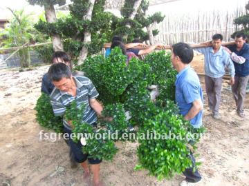 landscaping project ficus