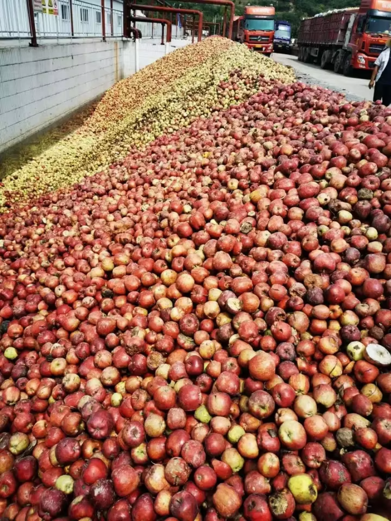 Apple Pomace