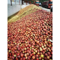 Pomacio de manzana de grado superior polvo seco para animales