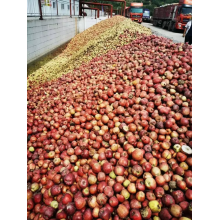 Apple Pomace Residue Apple Pomace Residue For Animal Feed Factory