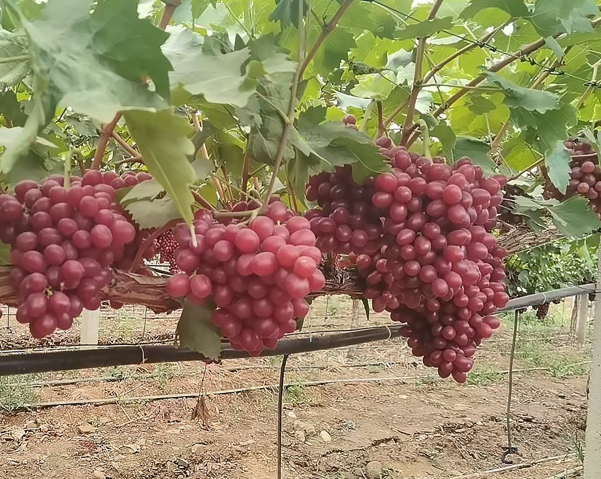 Princess Xiangfei Grape