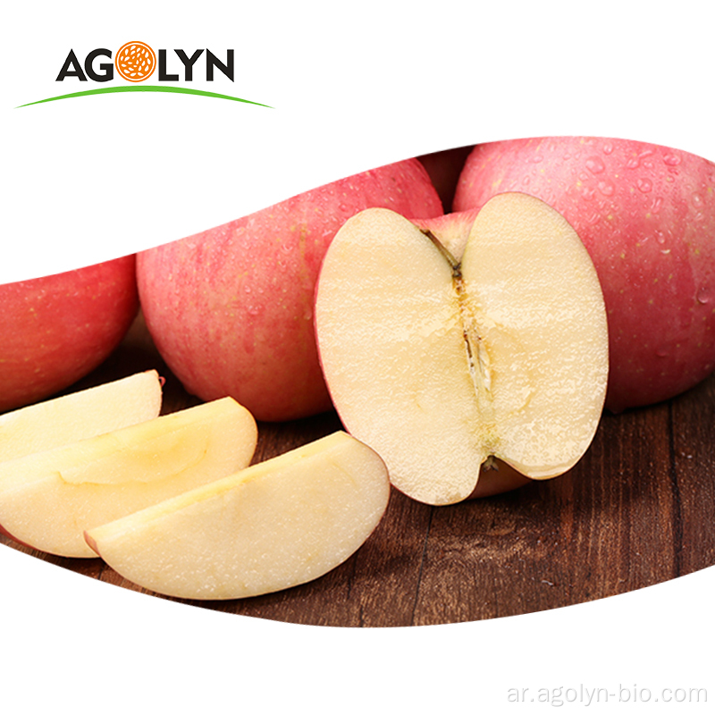 يوفر مصنع نوعية جيدة التفاح الطازج بحجم كبير