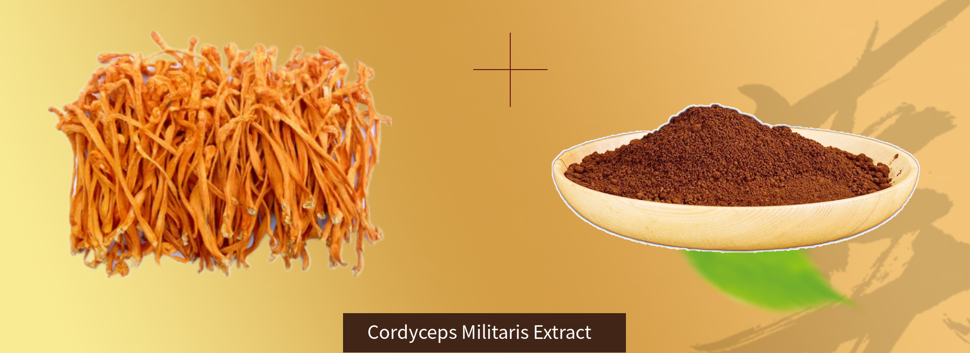 cordyceps militaris powder