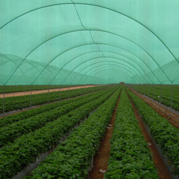 L'agriculture utilisation soleil filet d'ombre
