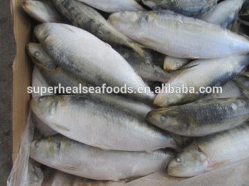 New Fresh 80-100g Frozen Sardine Bait