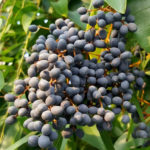 Ligustrum lucidum Extract Powder