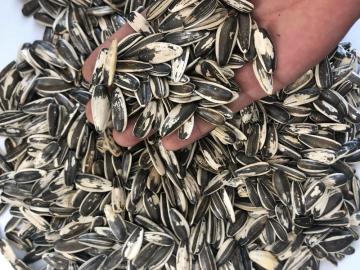 scuffed sunflower seeds 363 scuffed sunflower seeds 363