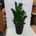 China Zamioculcas zamiifolia 250 factory Factory