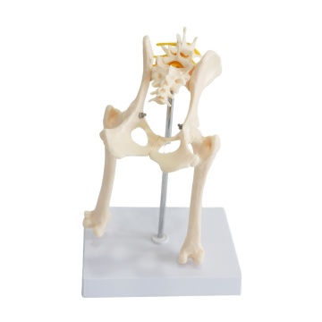 Veterinary Dog Hip and Lumbar Skeleton Anatomical Model for Teaching