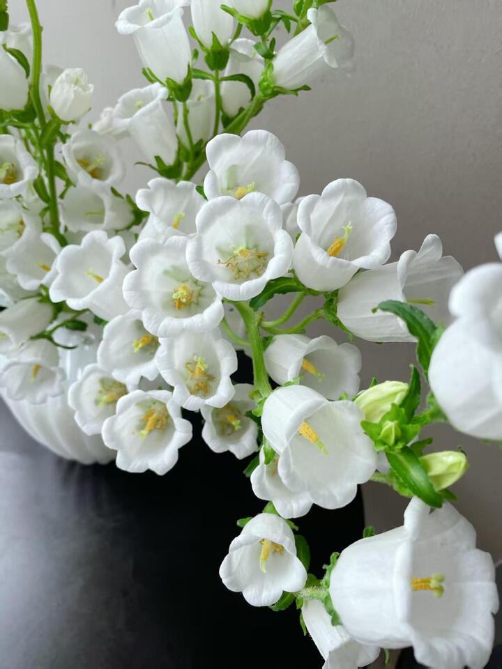 White Bellflower