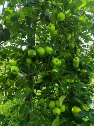 Freshness Unveiled: Zhaotong Apple`s Elegant Crunch