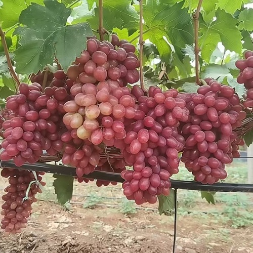 Uvas de mesa Xiangfei Princess de alta qualidade