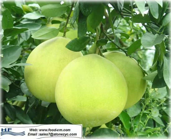 wild planted shaddock honey pomelo