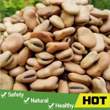 Broad beans fava beans price
