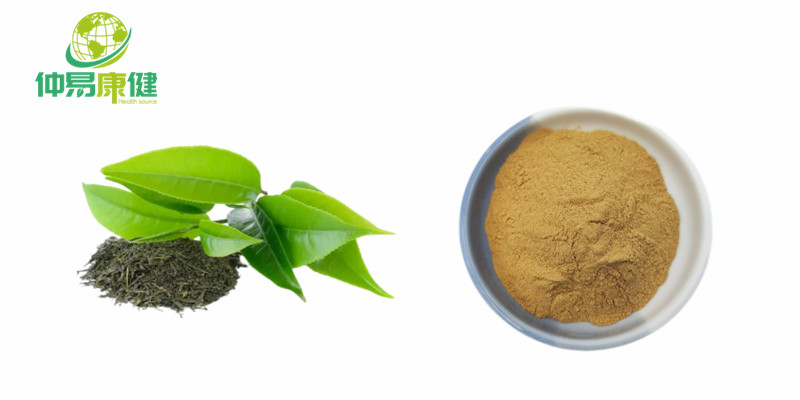 Green Tea Extract EGCG