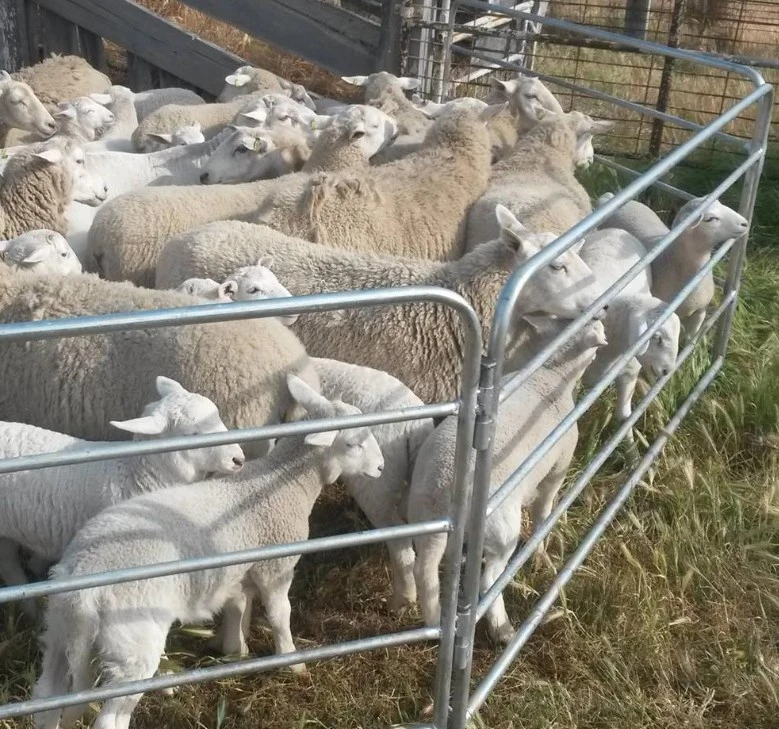 Pannelli del cortile di pecora galvanizzato in Australia e pannello di recinzione per cavalli