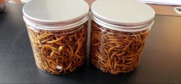 cheap fish food mealworm