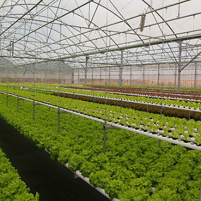 Agricultural Poly Multi-Span Arch PC Greenhouse