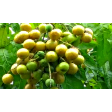 Neem Seed Extract Dried Powder