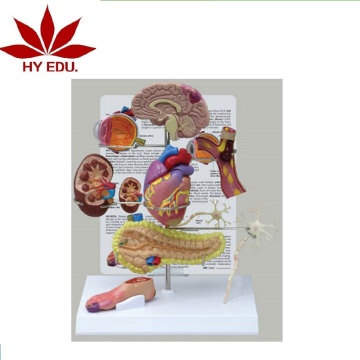 High Quality Medical Teaching Human Pancreas Model
