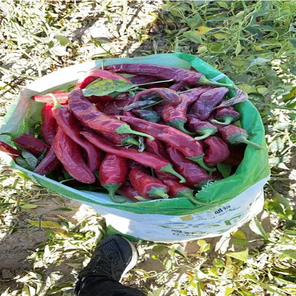 Chilli Powder Sweet Paprika Powder Good Quality