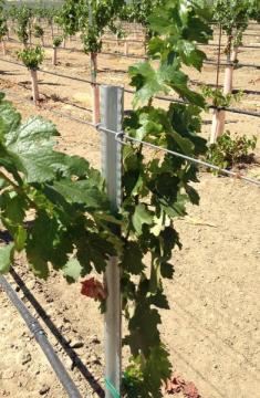 Vineyard metal step in post